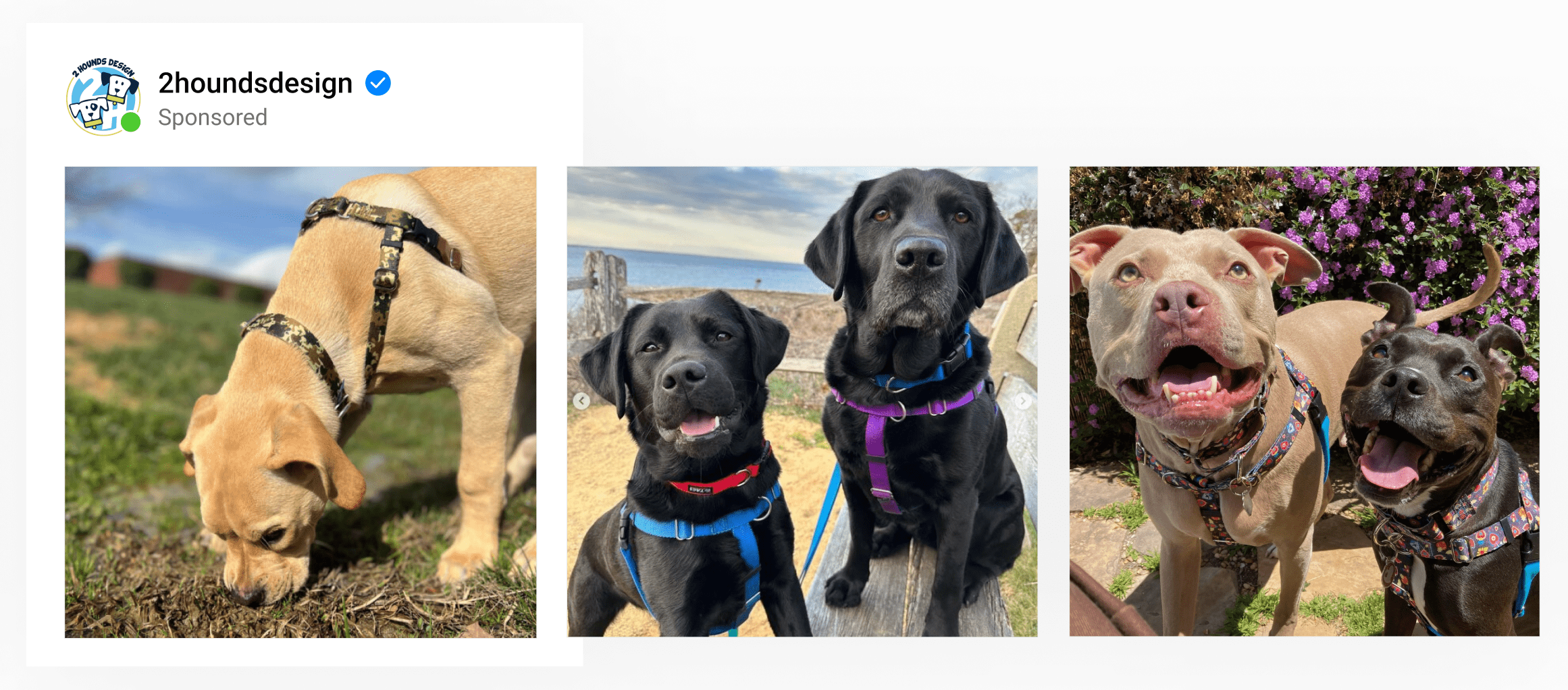 A designed catalog by pet accessories brand with lifestyle images of dogs wearing harnesses.